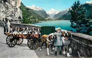 Saint Bernard dogs cart Switzerland 1963