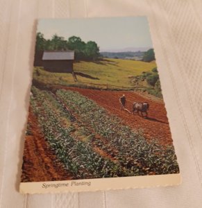 Springtime Planting North Carolina Postcard Asheville Post Card 79Z-1 X114273