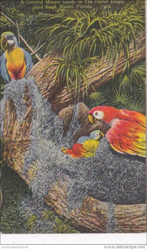 Florida Miami Colorful Macaw Family Parrot Jungle Red Road