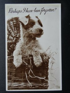 Portrait TERRIER Dog Breed PERHAPS I HAVE BEEN FORGOTTEN? Old RP Postcard by B.B