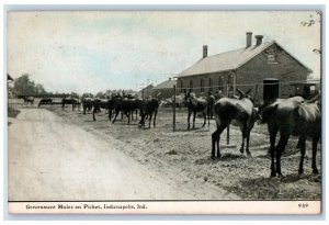 c1905 Government Mules Picket Indianapolis Indiana IN Antique Vintage Postcard