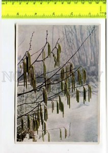 425136 GERMANY forest plants Corylus avellana Hermann Fischer CIGARETTE Tobacco