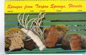 Real Sponges (Stapled) from TARPON SPRINGS , Florida, 1950-70s