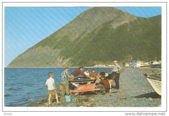 Fisherman Cleaning Halibut On The Beach, Gaspe, Quebec, Canada, 40-60s