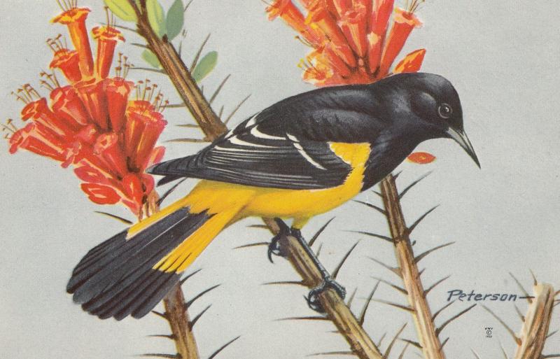 Scotts Oriole Bird Postcard