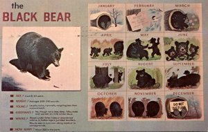 Smoky Mountains Calender Display Of The Black Bear 1972