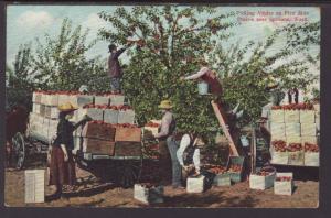 Picking Apples on Five Mile Prairie,Near Spokane,WA Postcard