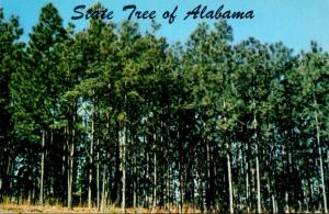 Alabama Official State Tree The Southern Pine