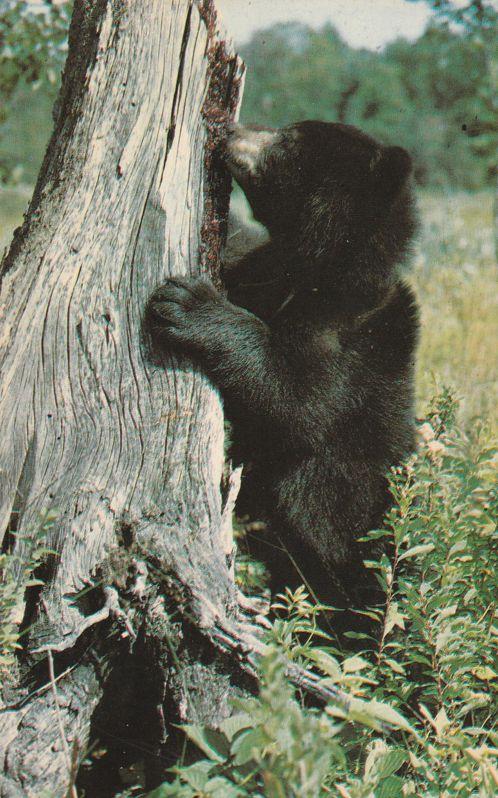 Bear Cub Greetings from Lakefield, Ontario, Canada - pm 1969