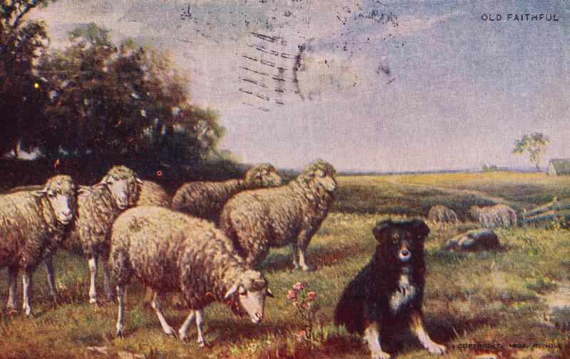 Antique Postcard c1907, Sheepdog Tending Sheep, Dog, Unidivided Back   E04