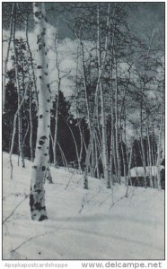 Idaho Winter Aspens Payette Lakes Albertype