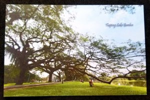 [AG] P194 Malaysia Perak Taiping Lake Garden Tourism Tree Scenery (postcard *New