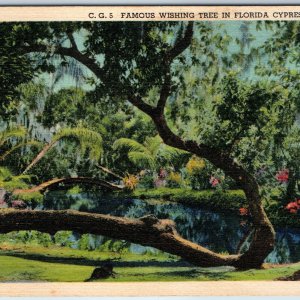 1937 Cypress Gardens, Fla Famous Wishing Tree Majestic Ancient Old World FL A221