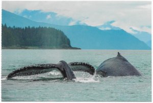 US mint card - Alaska - Humpback Whales in Alaska waters.  Very Nice.