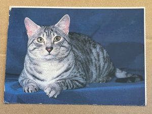 1994 USED POSTCARD - EGYPTIAN MAU CAT