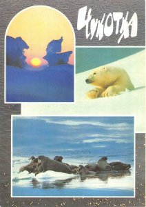 us7310 polar bear seal  russia