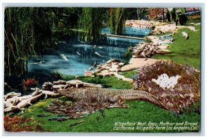 c1910 Alligators Nest Eggs Mother Broad Los Angeles California Vintage Postcard