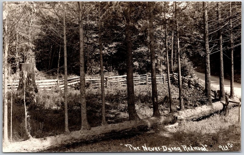 The Never-Dying Redwood Crescent City California CA Real Photo RPPC Postcard