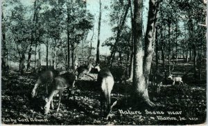 MARION, IA Iowa   NATURE SCENE~ DEER GRAZING 1909 Linn County Photoette Postcard