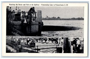 Watching The Ducks And Fish At The Spillway Pymatuning Lake In PA Postcard