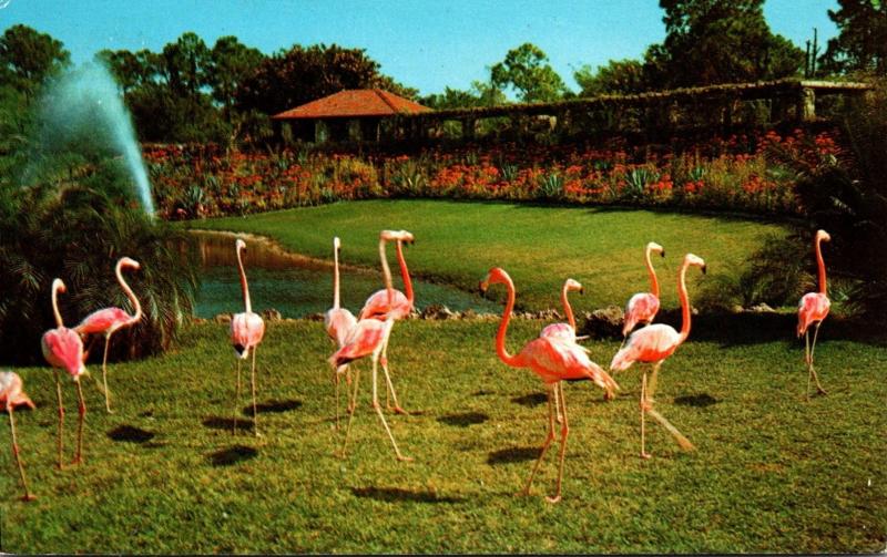 Birds Flamingos At Parrot Jungle Miami Florida 1974