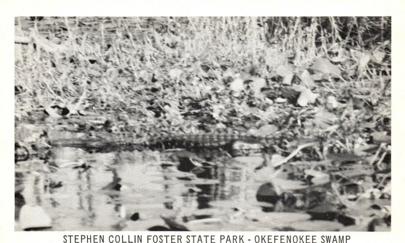 Stephen Collin Foster State Park Okefenokee Swamp Fargo Vintage Postcard