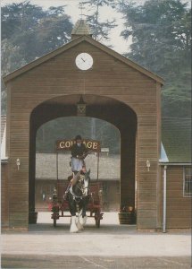 Berkshire Postcard - Maidenhead, Courage Shire Horse Centre RR18221