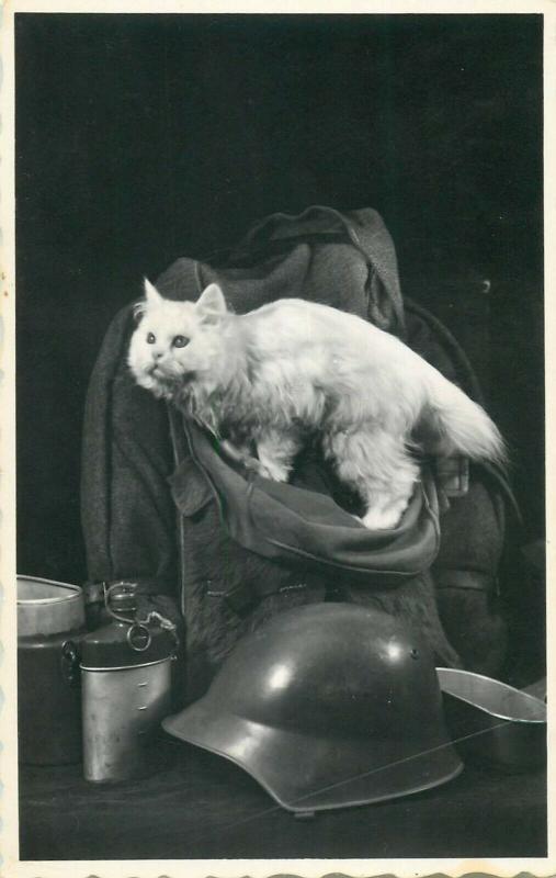 Photo postcard white cat & military helmet