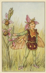 Bee Orchis Fairy Old Book Illustration Stunning Rare Postcard