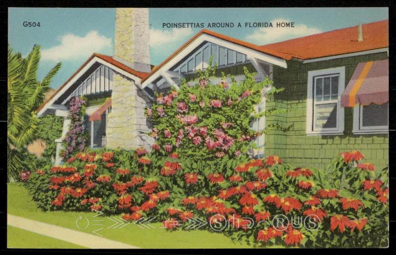 Poinsettias Around a Florida Home