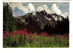 Mount Tupper, Wildflowers, Glacier National Park, British Columbia