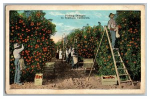 Picking Oranges Southern California Vintage Standard View Postcard 