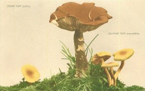 Artist impression C-1910 Stump & Sulphur Tuft Mushroom Art Postcard 21-8630