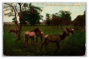 Elk at Billmeyer's  Park Milton Pennsylvania PA UNP DB Postcard P23