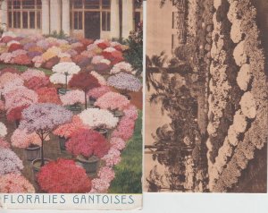 FLOWER EXPOSITION Gand 1908, 1933,1955 Belgium 42 Vintage Postcards (L5473)