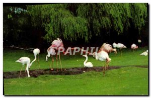 Modern Postcard Flamingos