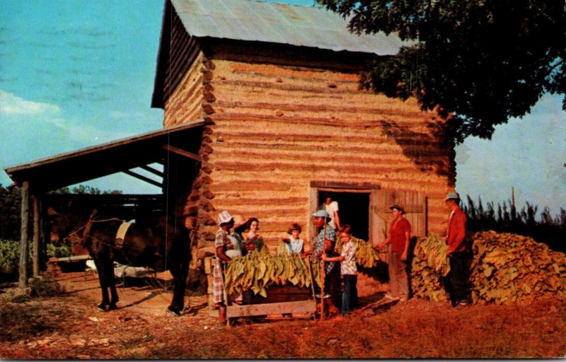 Harvesting Tobacco Being Placed In Curing Barn 1967