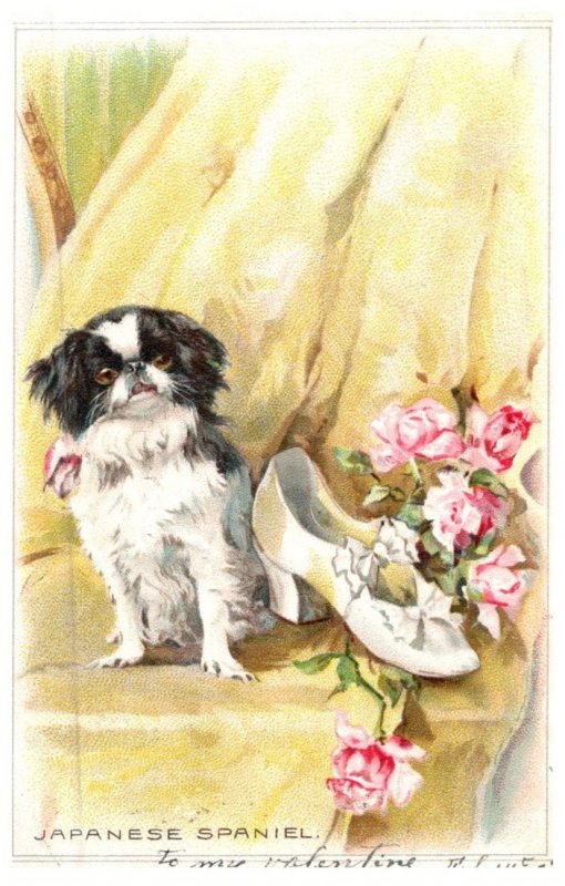 Dog , Japanese Spaniel