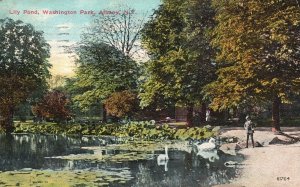 Vintage Postcard 1911 Lily Pond Washington Park Swans Trees Albany New York NY