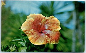 The Lovely Hibiscus Hawaiian Sunset as found through the State of Florida