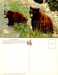 American Black Bear, Grand Teton National Park, Wyoming (9731)