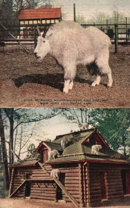 Vintage Postcard 1910s Rocky Mountain Goat and Shelter New York Zoological Park