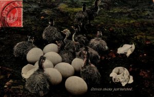 South Africa Ostrich Chicks Just Hatched Vintage Postcard 08.73