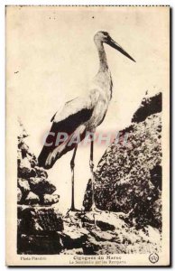 Morocco - Africa - Africa - Storks in Morocco - Sentinel on the Ramparts - Bi...