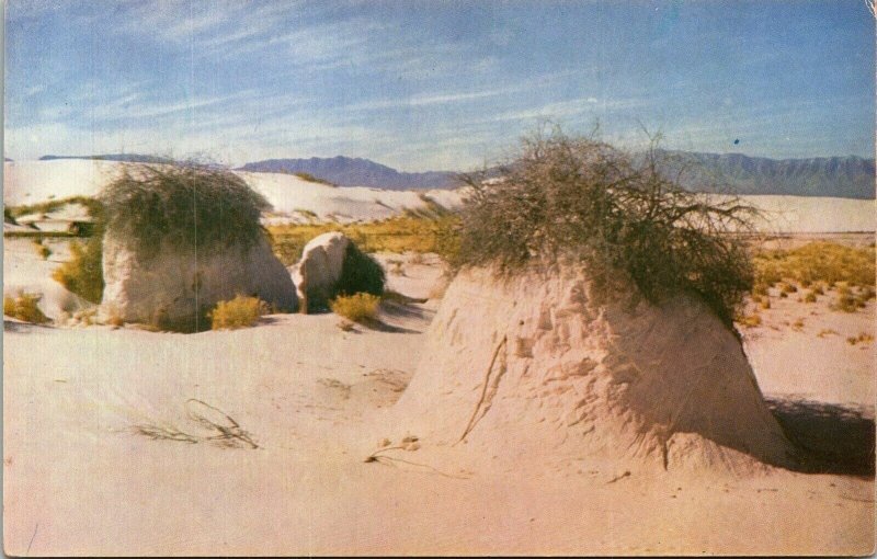 Desert Vegetation White Sands National Monument New Mexico NM Postcard VTG UNP 