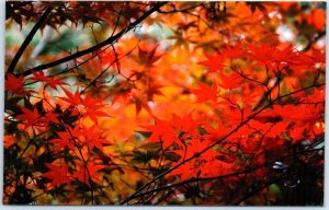 Postcard - Maple Leaves
