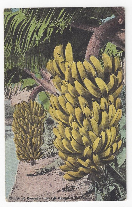 HI Banana Bunch from Hawaiian Islands Territory Vntg Island Curio Co Postcard