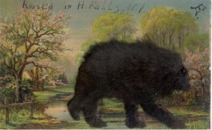 Furry Bear Serie 186 1907 writing on front