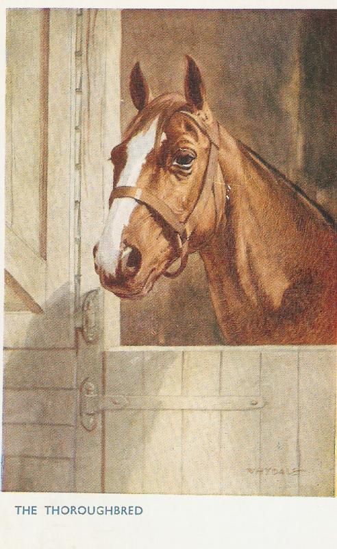 Horses. The Thooughbred Nice J. Salmon Postcard. Artist signed.