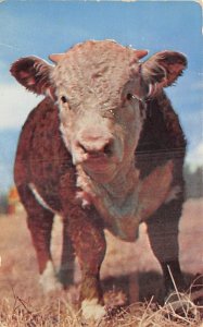 Typical Western Purebred Hereford Bull Cow 1953 